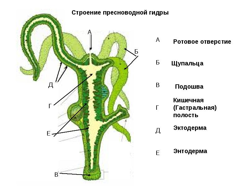 Kraken зеркало